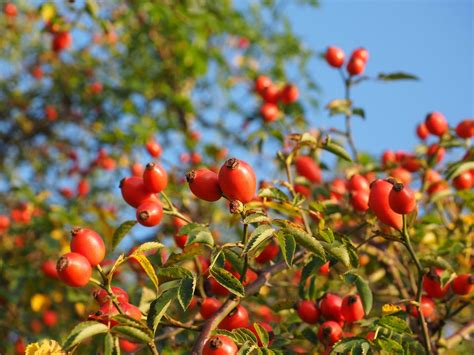  Rosehip Gardening for Beginners: A Journey into Horticultural Harmony!